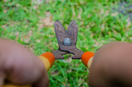 Grass old scissors isolated on Grass backgroundの写真素材