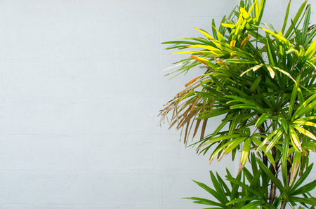 Trees and space for writing on white backgroundの写真素材