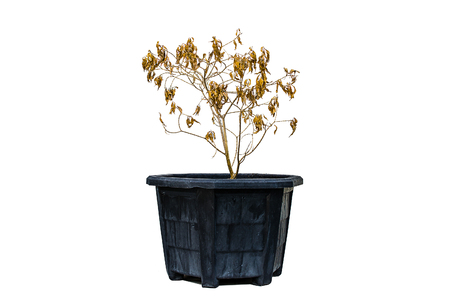 dead trees isolated on white backgroundの写真素材