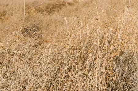 Dry tree branches in forestの写真素材