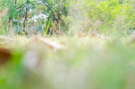 Blur image of tree in park with bokeh on day time for background usage.の写真素材