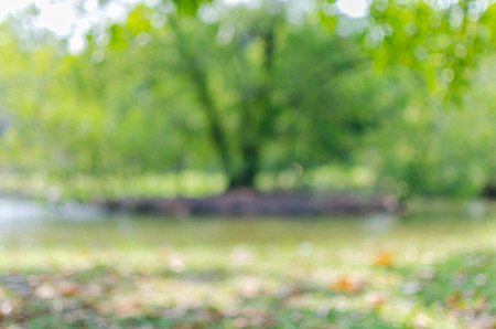 Blur image of tree in park with bokeh on day time for background usage.の写真素材