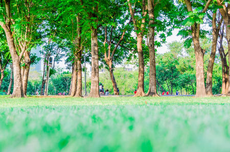 green grass in the park ,relax and excerciseの写真素材