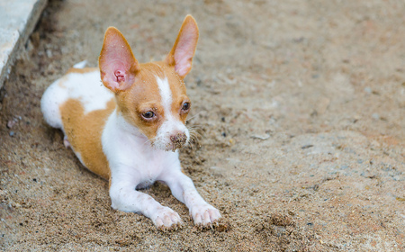 a tiny chihuahuaの写真素材