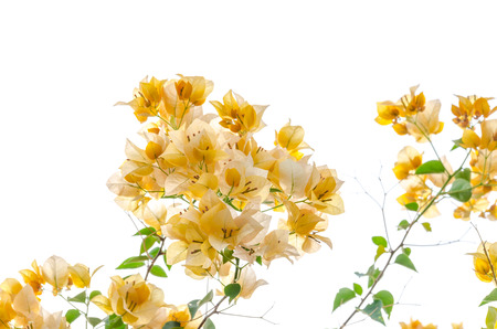 Bougainvillea flowers  on white background.の写真素材