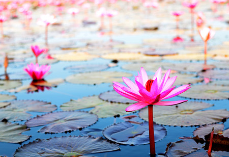 Pink lotus on leaf and water backgroundの写真素材