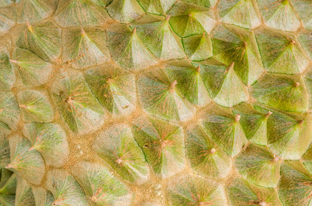 close-up peel durian, background and textureの写真素材