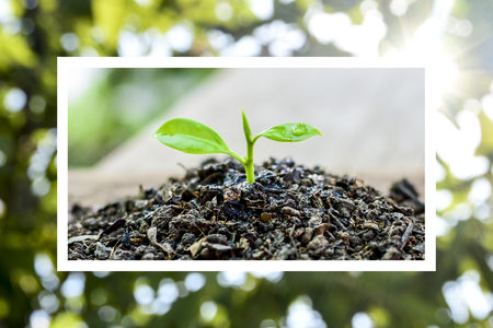 Young plants growing on sunset and abstract bokeh background. Save Earth Planet World Concept. World environment day.  safe the world, ecology concept and protect natureの写真素材