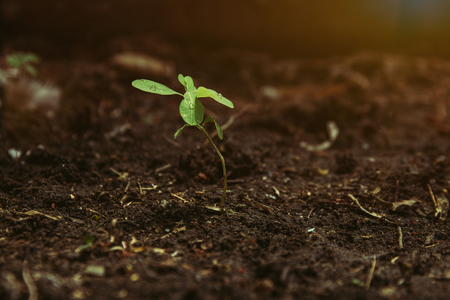 Young plant growing under sunlight.の写真素材