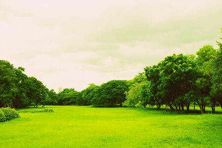 Green park and grass in garden on urban city at summer. exercise andの写真素材