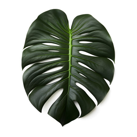 green leaf monstera isolated on white background. generative aiの素材