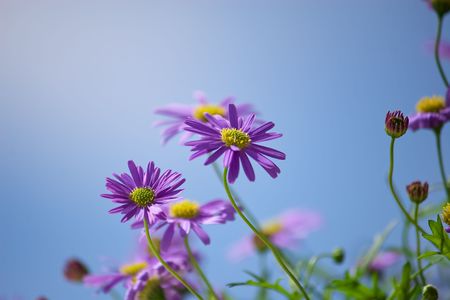 Purple Michaelmas daisies in blue skyの写真素材