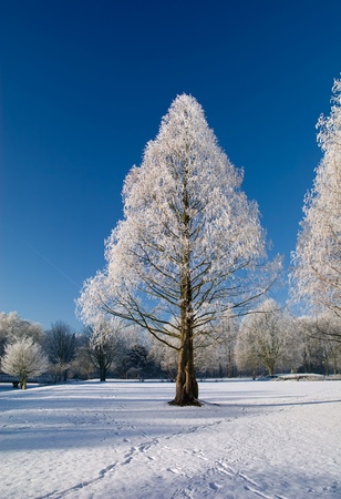 Winter park in snow with blue sky and white trees
の写真素材