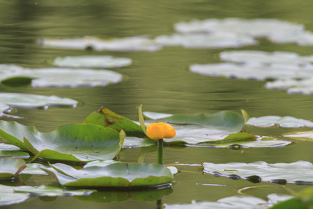 Seerosen im Park der Universität Augsburgの写真素材