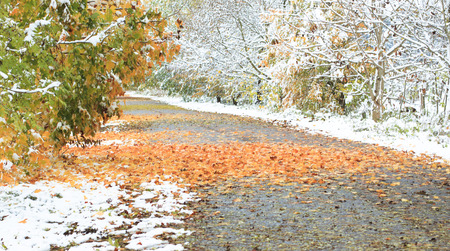 snowy forest trailの写真素材
