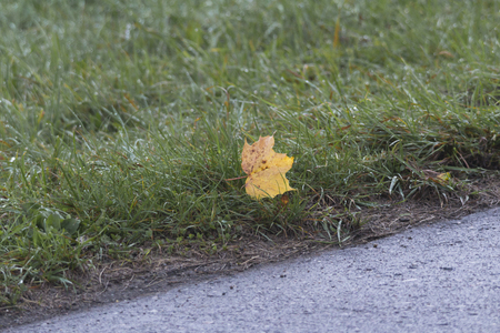 Herbstliches Ahornlaubの写真素材