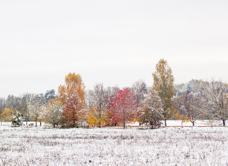 snowy treesの写真素材