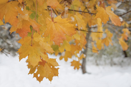 Autumn Leavesの写真素材