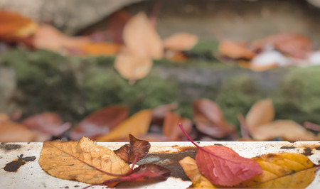 Autumn Leavesの写真素材