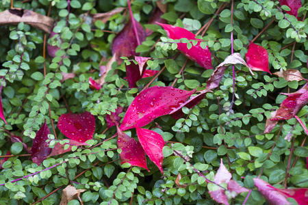 Herbstliches Ahornlaubの写真素材