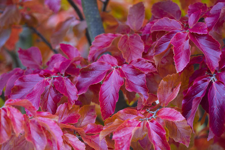 Herbstliches Ahornlaubの写真素材