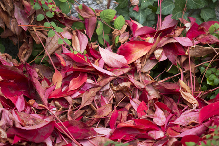 Herbstliches Ahornlaubの写真素材