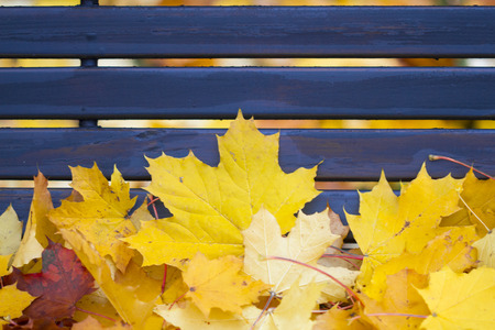 Herbstliches Ahornlaubの写真素材