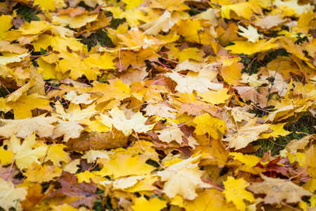 Herbstliches Ahornlaubの写真素材