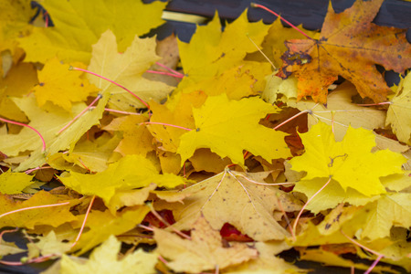 Herbstliches Ahornlaubの写真素材