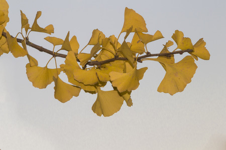 Gingkoblattの写真素材