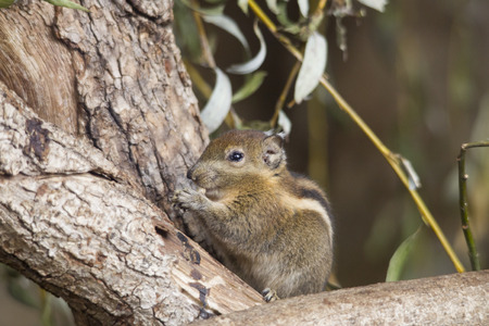Himalayan Striped Squirrel sits on a branche holding a nutの写真素材