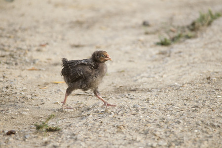young chicken chick comes across in search of foodの写真素材
