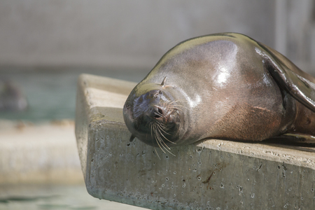 a seal lies on a stoneの写真素材