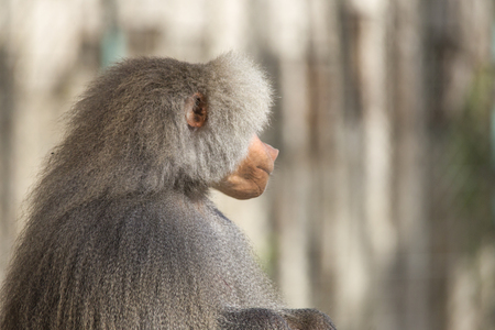 Portrait of a male baboonの写真素材