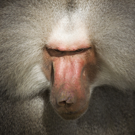 Portrait of a male baboonの写真素材
