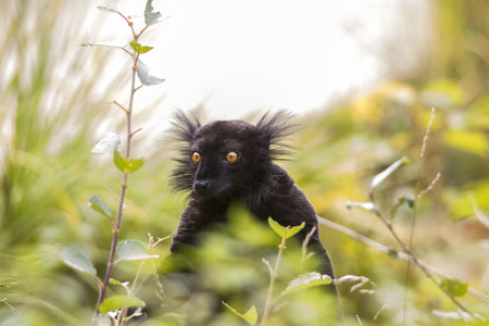 Black Moor-lemur sits in the bushes and eats leavesの写真素材