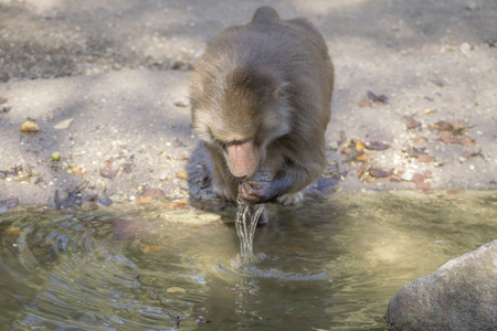 Baboon is looking for food on the waterの写真素材