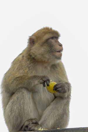 Barbary Macaque from Gibraltar sits on a railing and eats an orangeの写真素材