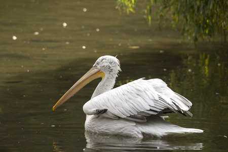 A pink pelican floats on the waterの写真素材