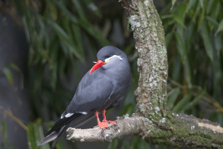 An Inca tern on a branchの写真素材