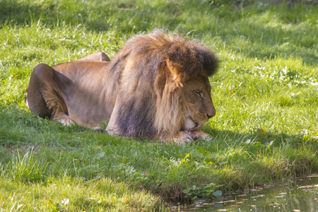Lion on a meadow gnawing on a boneの写真素材