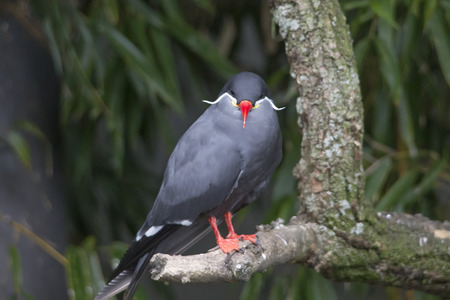 An Inca tern on a branchの写真素材