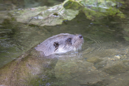 A European otter floats in the waterの写真素材