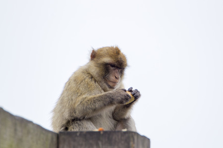 Barbary Macaque from Gibraltar sits on a railing and eats an orangeの写真素材