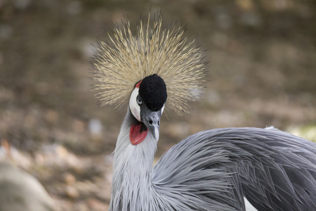 Portrait of the endangered gray-necked craneの写真素材