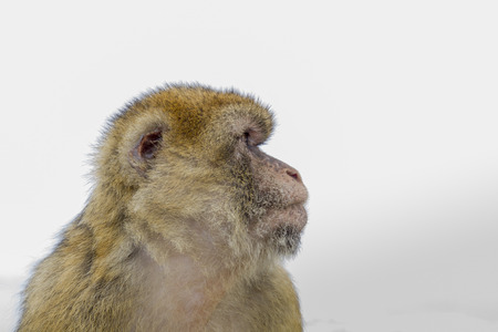 Portrait of a European Barbary macaque from Gibraltarの写真素材