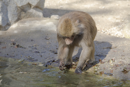 Baboon is looking for food on the waterの写真素材