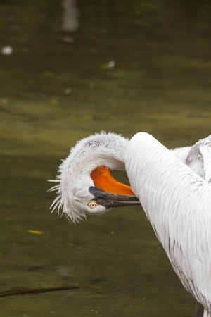 A Dalmatian Pelican brushing on a branch in the waterの写真素材