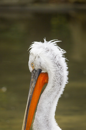 A Dalmatian Pelican brushing on a branch in the waterの写真素材