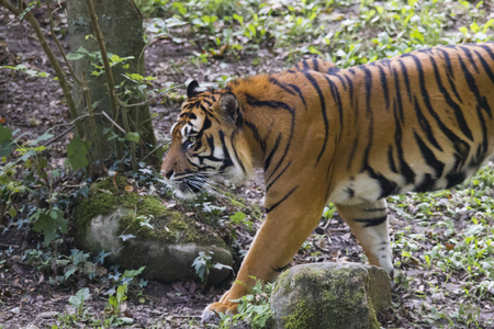 Tiger under trees by the waterの写真素材